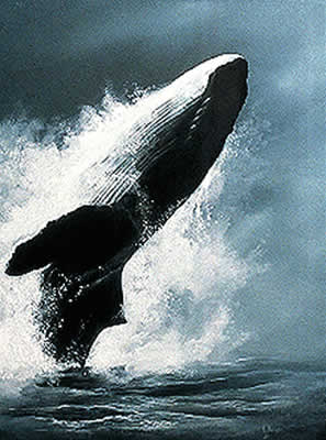 Breaching Humpback whale<br>Painting by Karel Doruyter